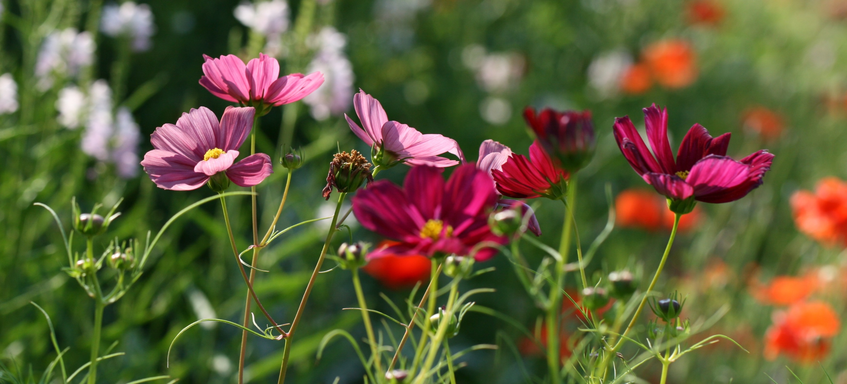 Pourquoi les parfums floraux dominent le printemps